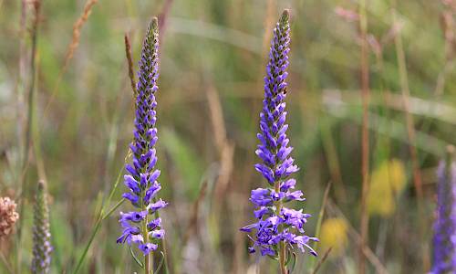 Foto: Stefan Svenaeus
