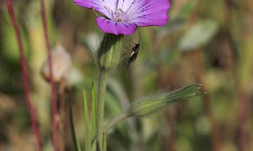 Foto: Stefan Svenaeus