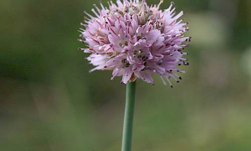 Foto: Stefan Svenaeus
