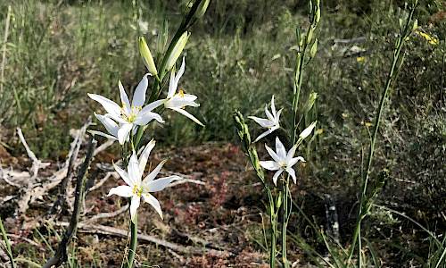 Foto: Stefan Svenaeus