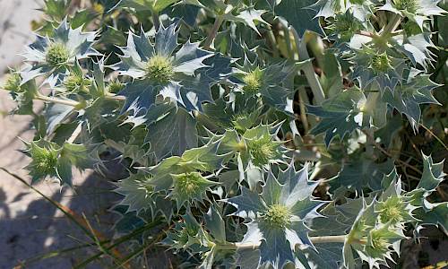 Foto: Stefan Svenaeus