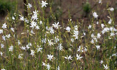 Foto: Stefan Svenaeus