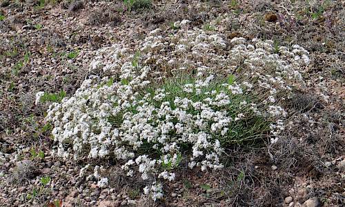 Foto: Stefan Svenaeus