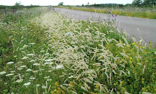 Foto: Stefan Svenaeus