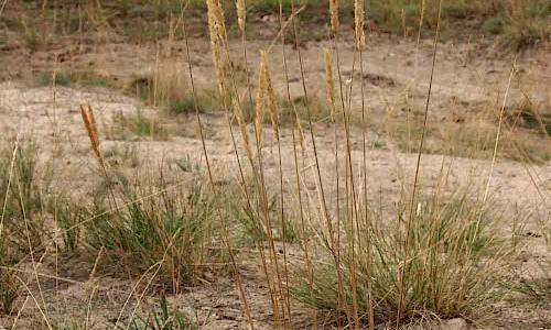 Foto: Stefan Svenaeus