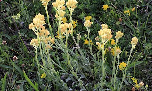 Foto: Stefan Svenaeus