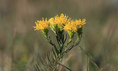 Foto: Stefan Svenaeus