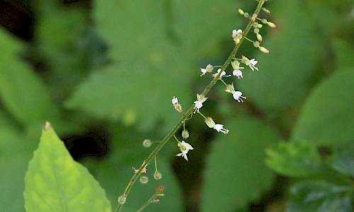 Foto: Stefan Svenaeus