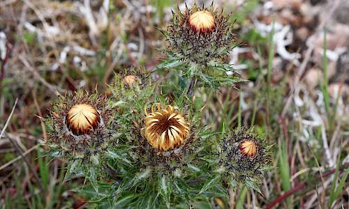 Foto: Stefan Svenaeus