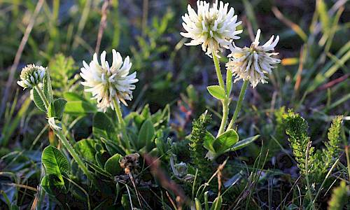 Foto: Stefan Svenaeus
