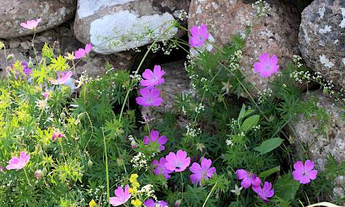 Foto: Stefan Svenaeus