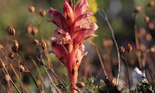 Foto: Stefan Svenaeus