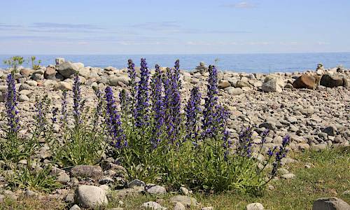 Foto: Stefan Svenaeus