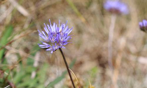 Foto: Stefan Svenaeus
