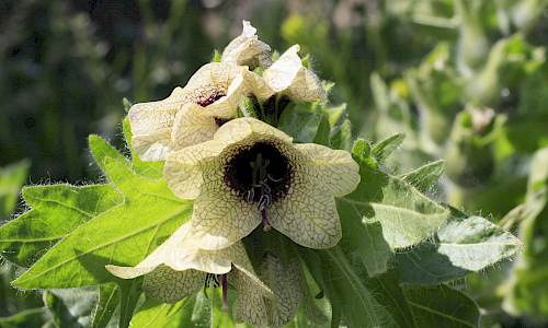 Foto: Stefan Svenaeus