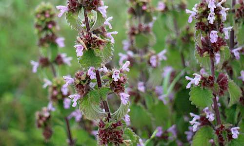Foto: Stefan Svenaeus
