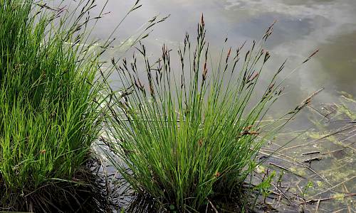 Foto: Stefan Svenaeus