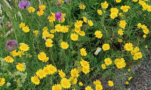 Foto: Stefan Svenaeus
