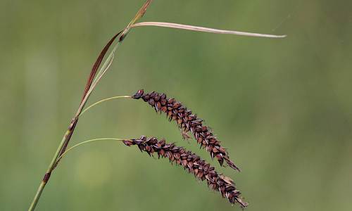 Foto: Stefan Svenaeus