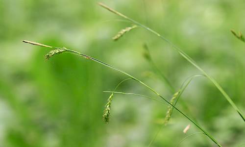 Foto: Stefan Svenaeus