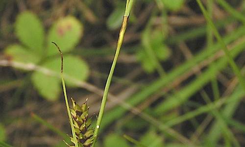 Foto: Stefan Svenaeus