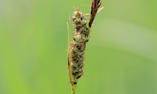 Foto: Stefan Svenaeus