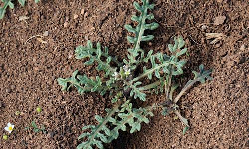 Foto: Stefan Svenaeus