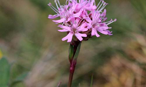 Foto: Stefan Svenaeus
