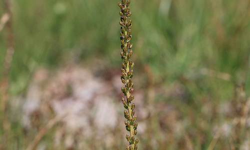 Foto: Stefan Svenaeus