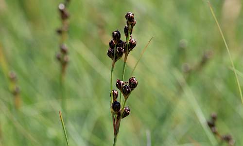 Foto: Stefan Svenaeus