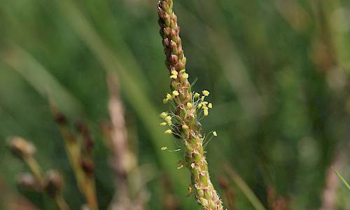 Foto Stefan Svenaeus