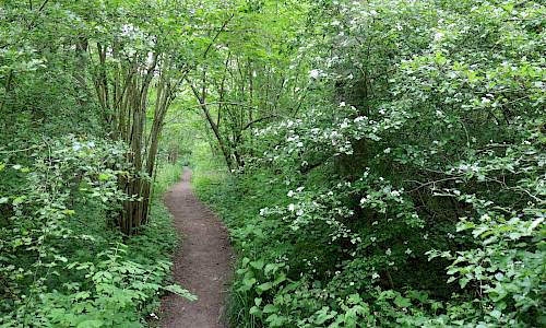 Foto: Stefan Svenaeus