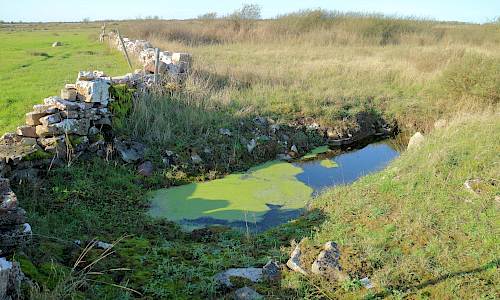 Foto: Stefan Svenaeus 2020