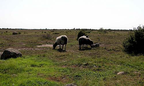 Foto: Stefan Svenaeus