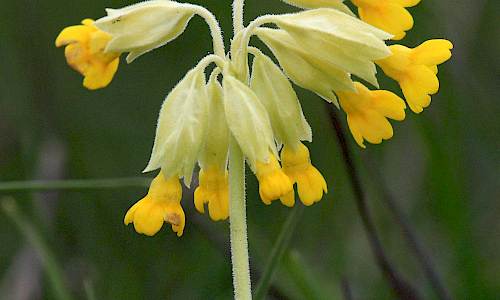 Foto: Stefan Svenaeus