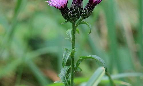 Foto: Stefan Svenaeus