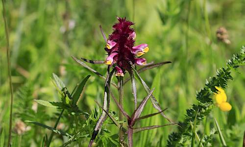 Foto: Stefan Svenaeus