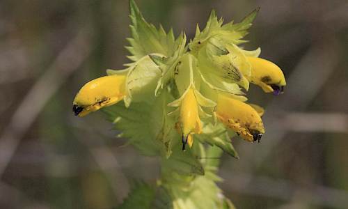 Foto: Stefan Svenaeus