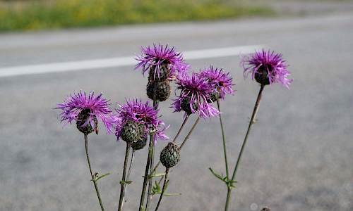 Foto: Stefan Svenaeus
