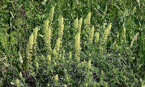 Foto: Stefan Svenaeus