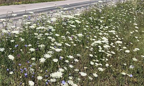 Foto: Stefan Svenaeus