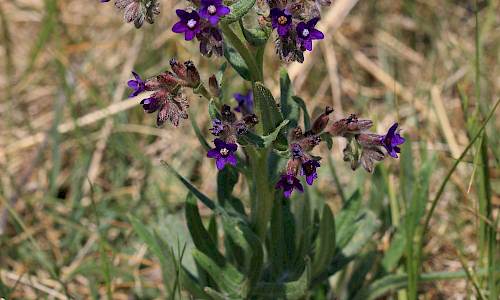 Foto: Stefan Svenaeus