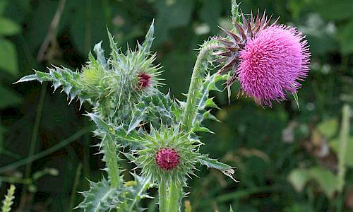 Foto: Stefan Svenaeus