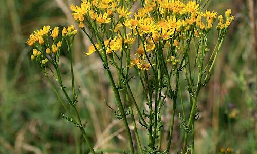 Foto: Stefan Svenaeus
