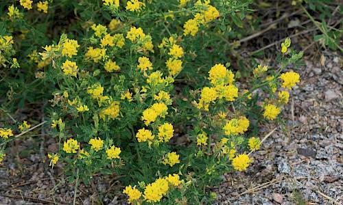 Foto: Stefan Svenaeus