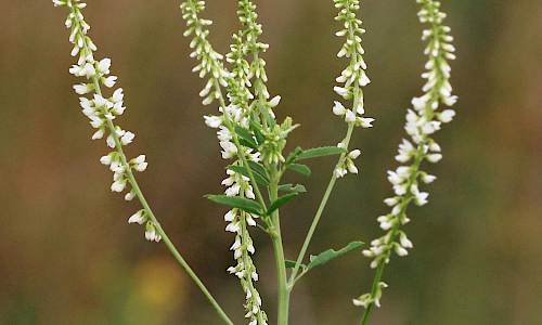 Foto: Stefan Svenaeus