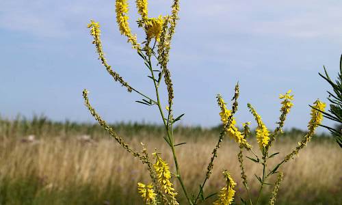 Foto: Stefan Svenaeus