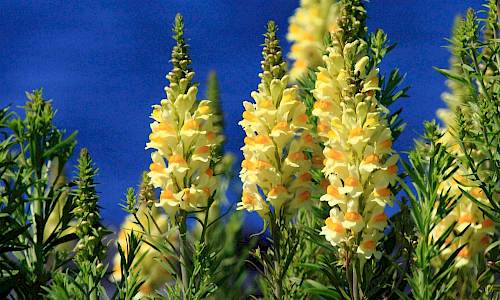 Foto: Stefan Svenaeus