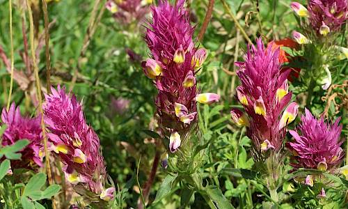 Foto: Stefan Svenaeus