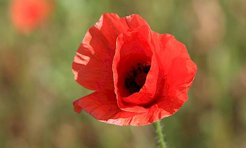Foto: Stefan Svenaeus